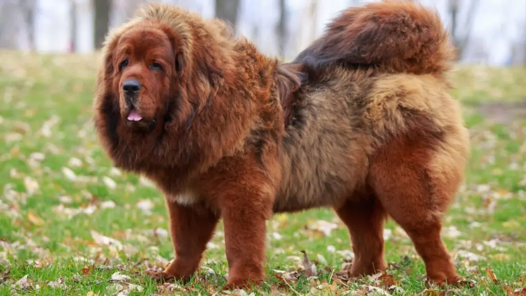 Best Giant Guard Dogs 2