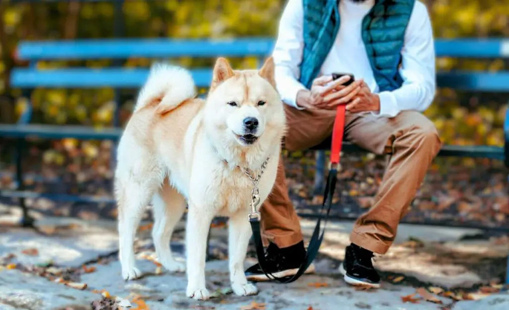 Beste waakhonden voor introverte mensen