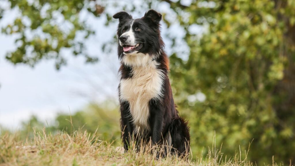 Bordercollies werpen veel