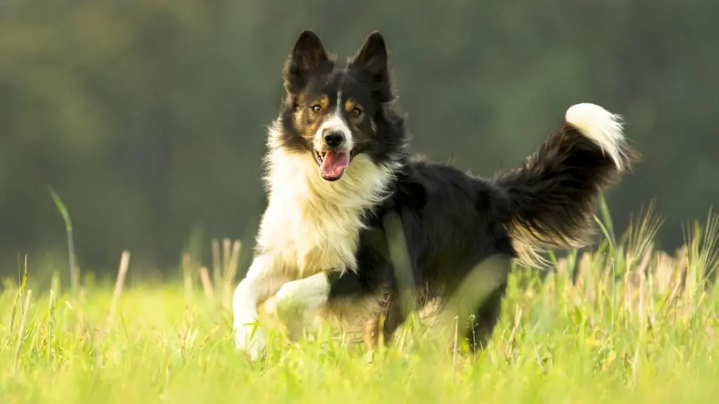 Voor- en nadelen van een Border Collie