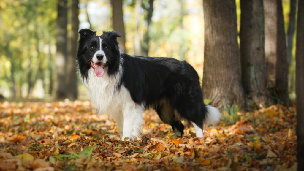 een hond van 50 pond, medium of groot