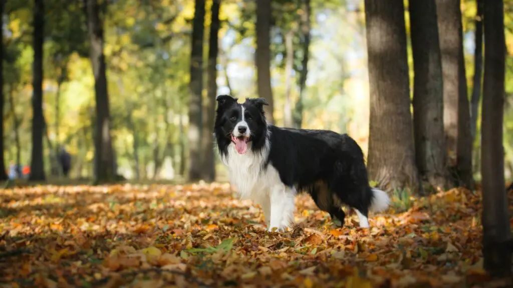 waarom je een bordercollie zou moeten nemen
