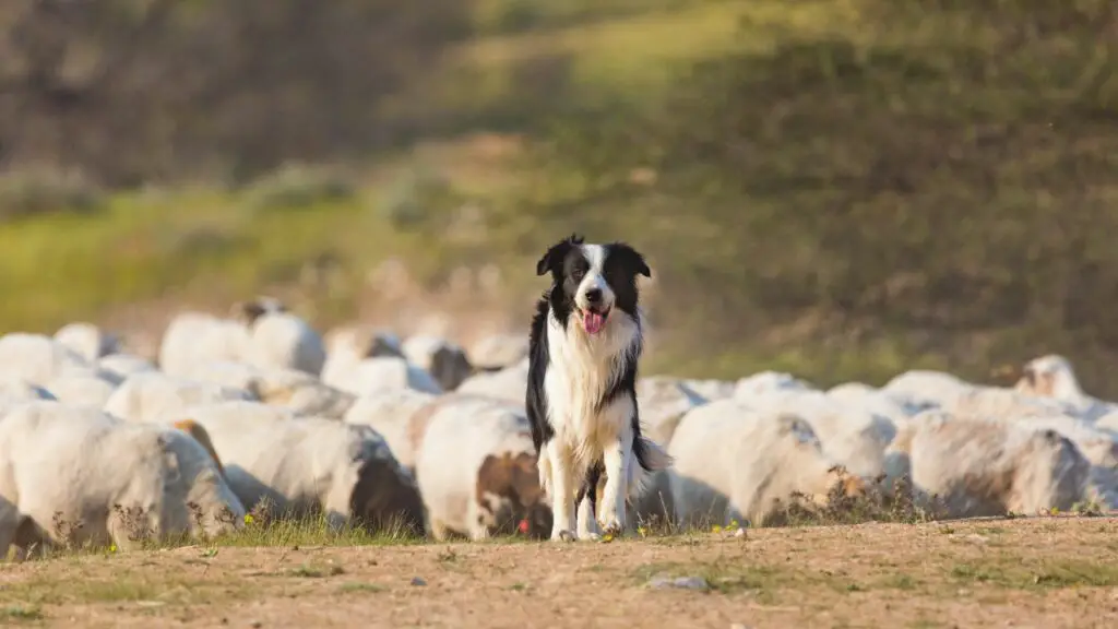 schapen hondenras