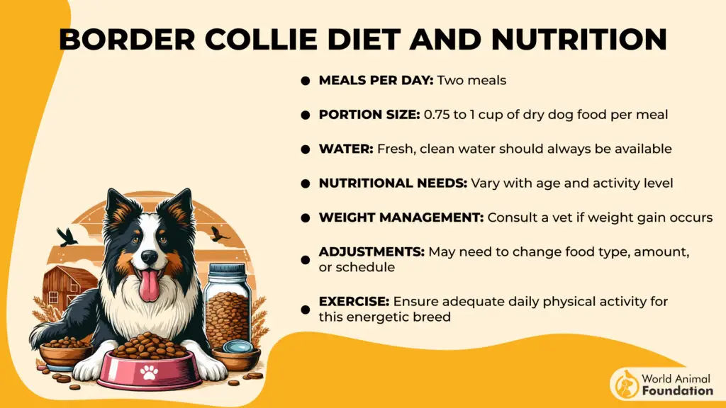 Border Collie Dieet en Voeding