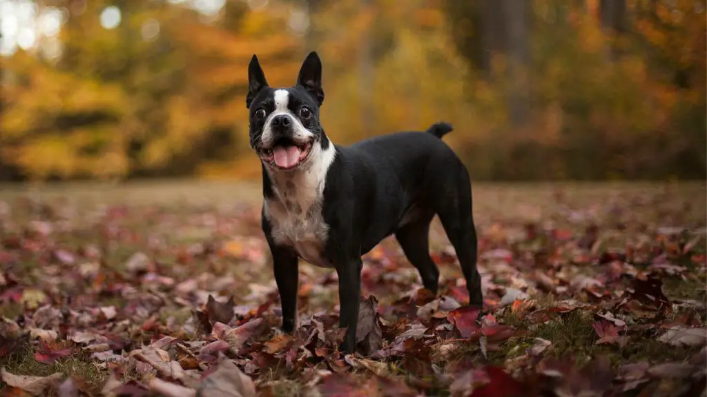 Honden die niet verharen