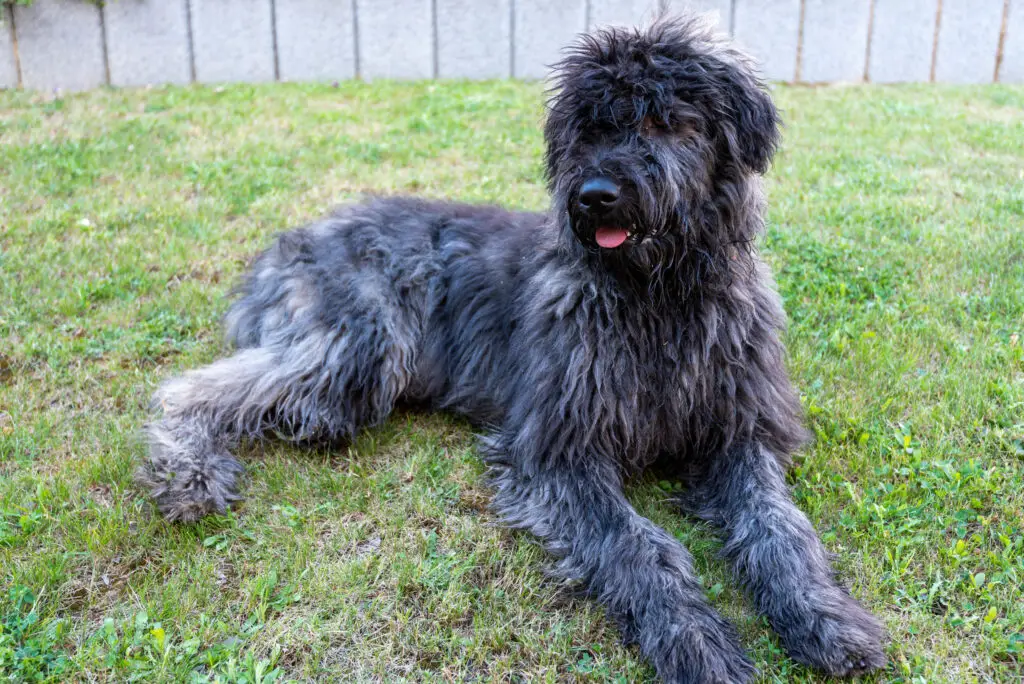 Bouvier des Vlaanderen