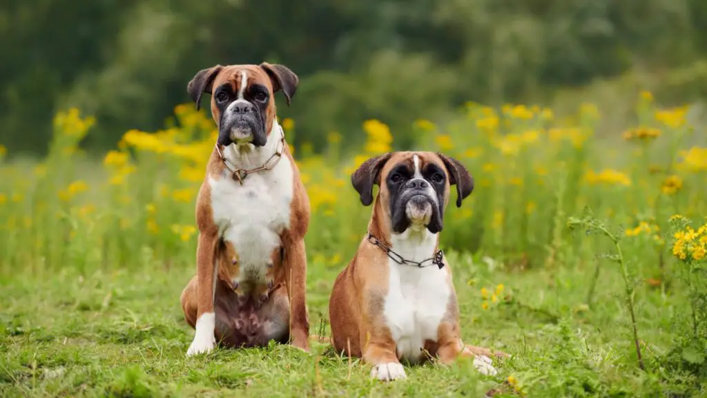 beste honden voor koppels die werken