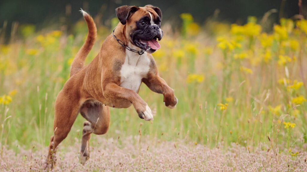 waarom zijn honden de beste huisdieren