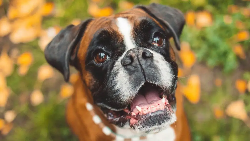 hebben boxerhonden een slecht gebit?
