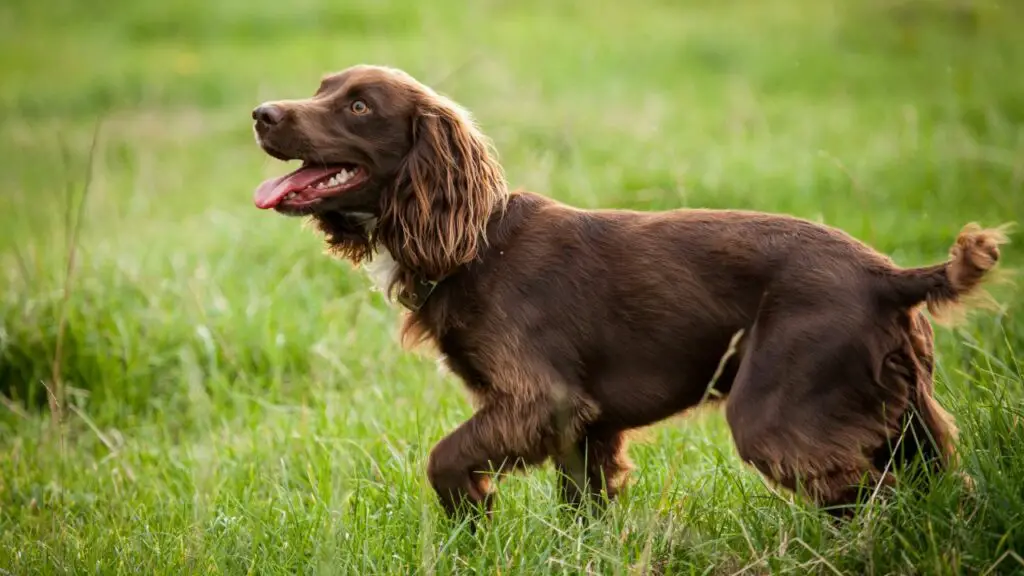 retriever hondenrassen