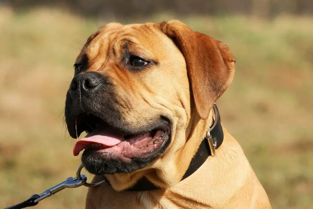 Bullmastiff 