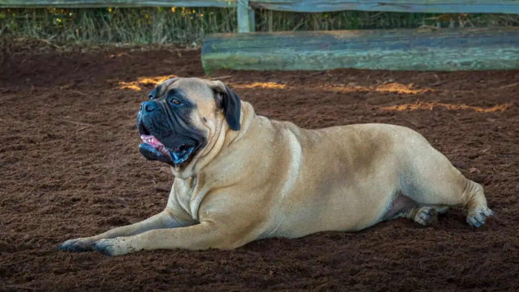 welke honden slapen het meest