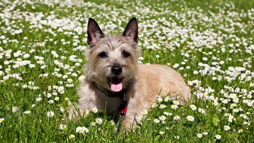 rustige knuffelige hondenrassen
