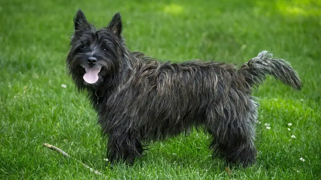 Cairn terrier