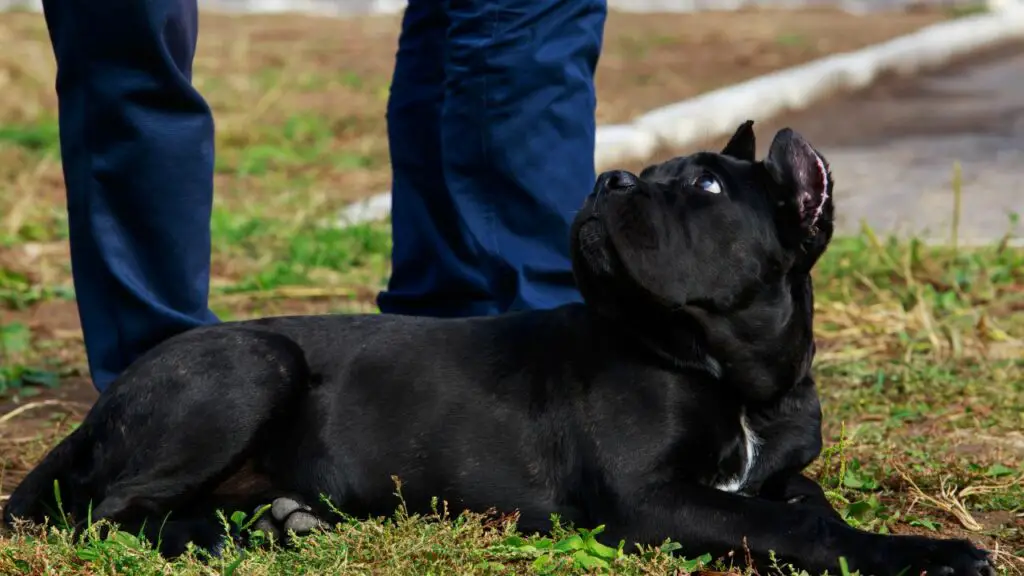 zijn cane corso goede familiehonden