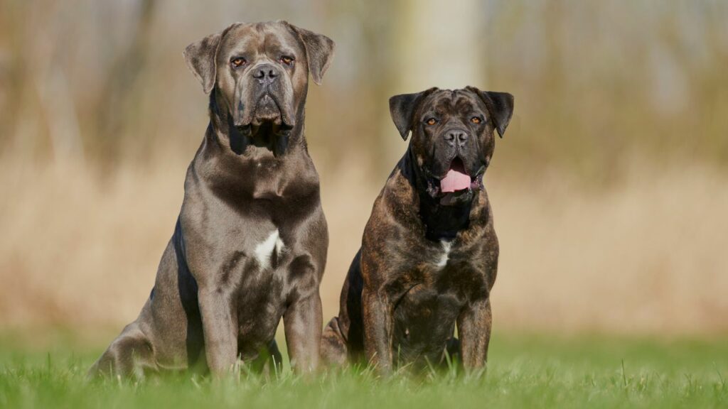 zwarte mastiff-rassen
