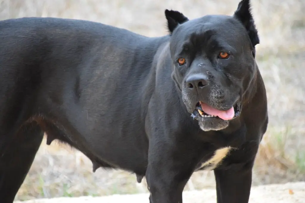 Cane Corso bijtkracht