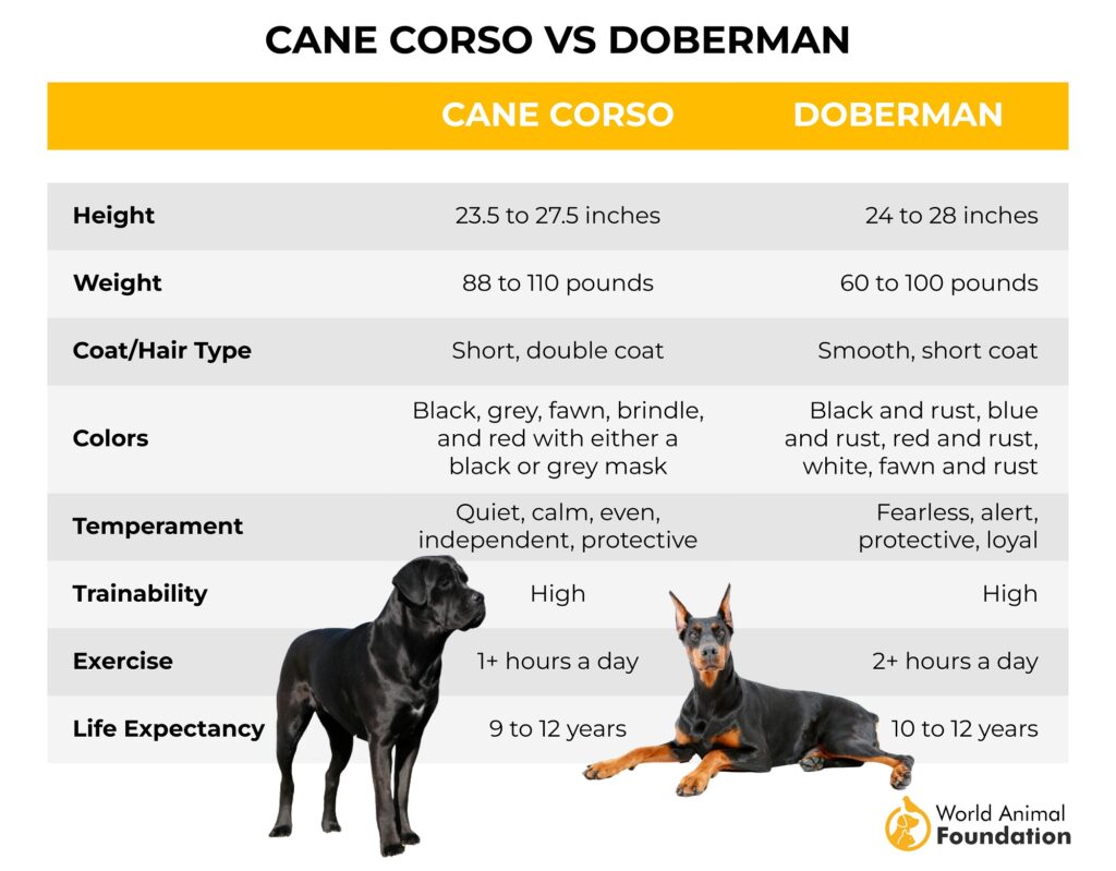 Cane Corso versus Doberman