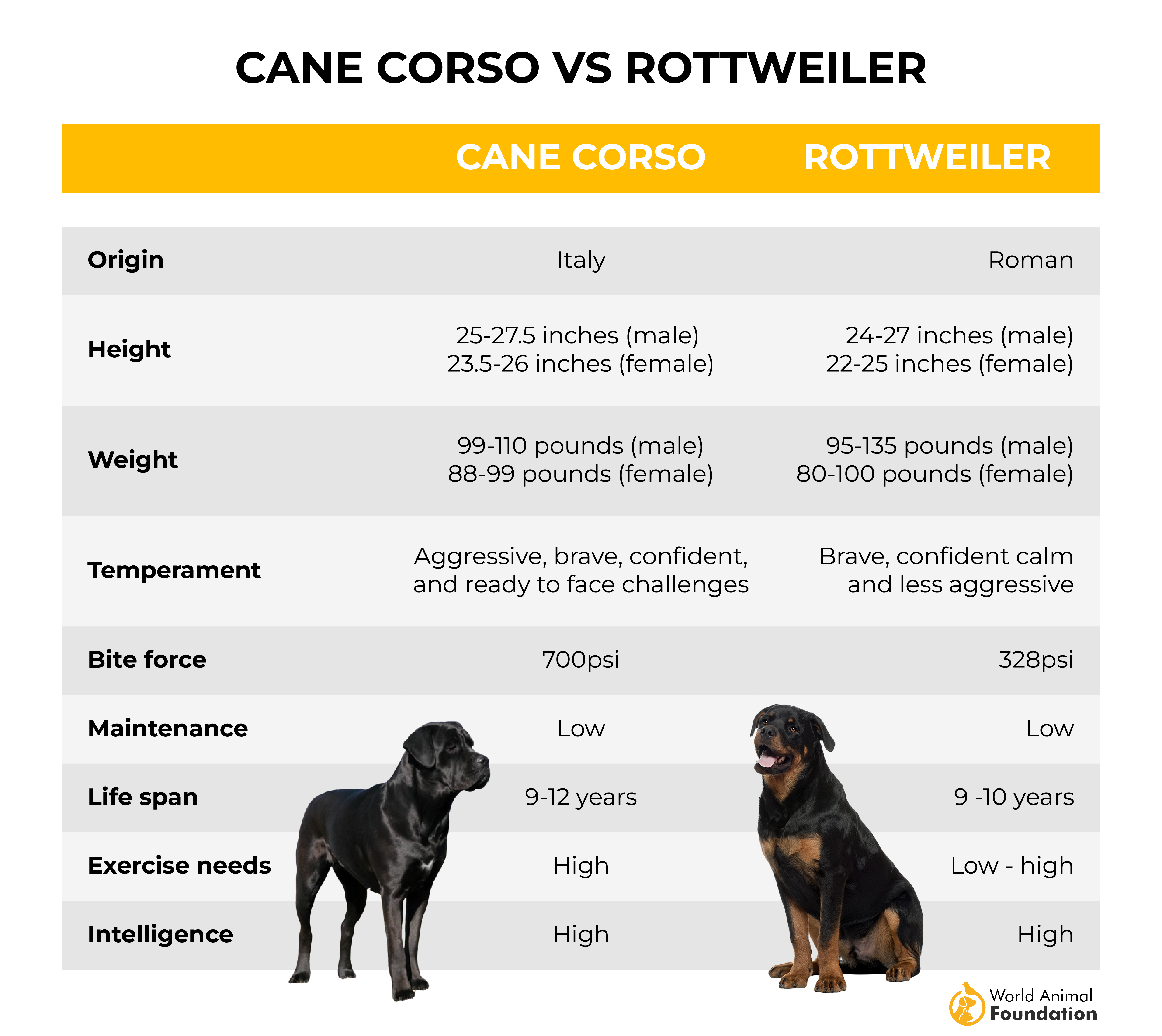 Cane Corso versus Rottweiler