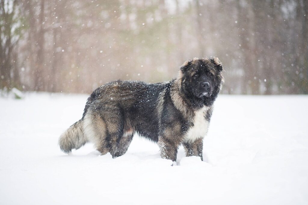 top tien gevaarlijkste honden
