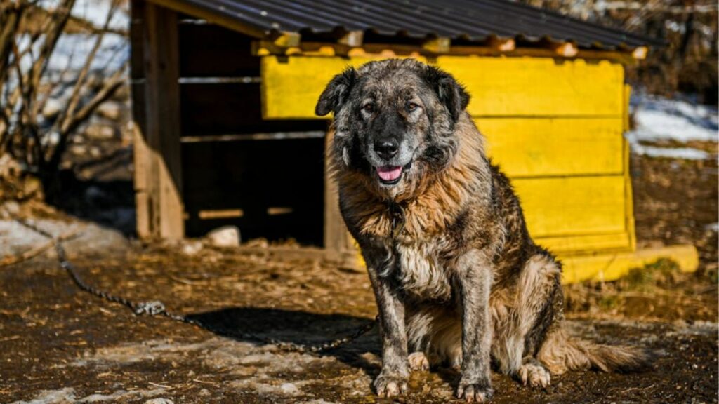 grote waakhonden