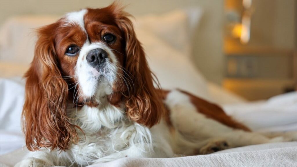 Beste kleine hondenrassen voor huisdieren binnenshuis