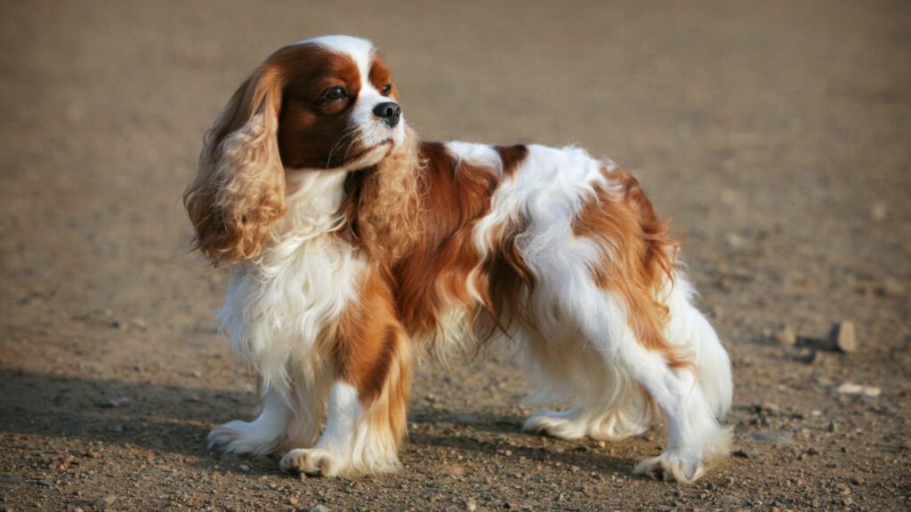 Cavalier King Charles-spaniël