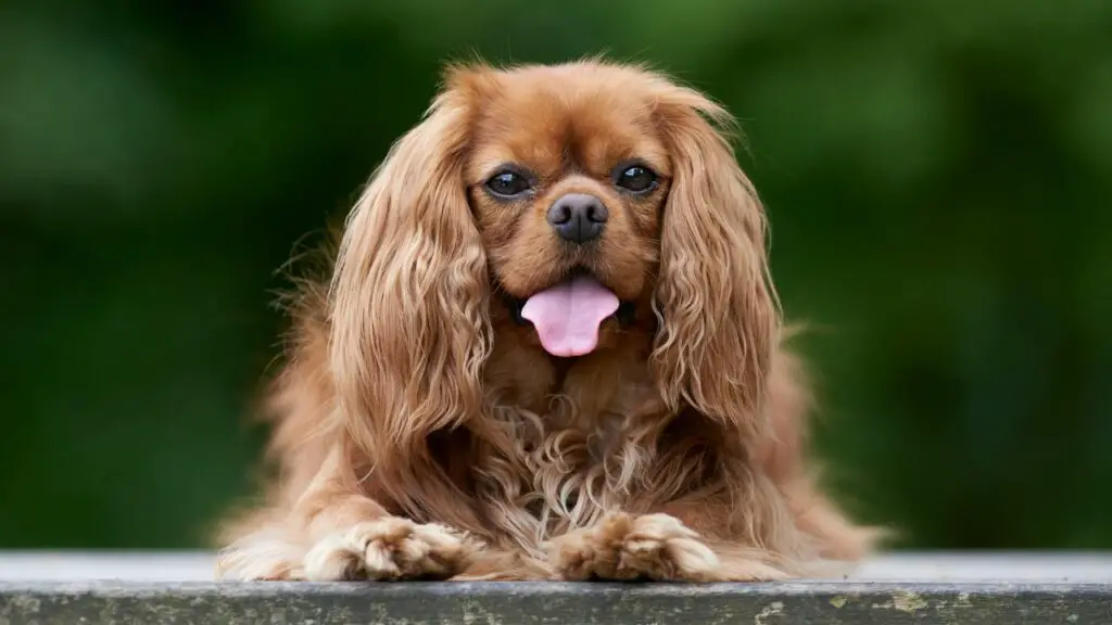 waarom houden honden onvoorwaardelijk van ons?
