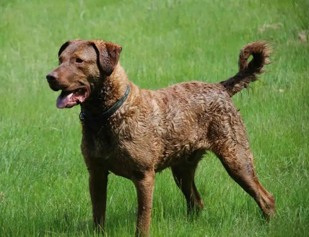 Chesapeake Bayretriever