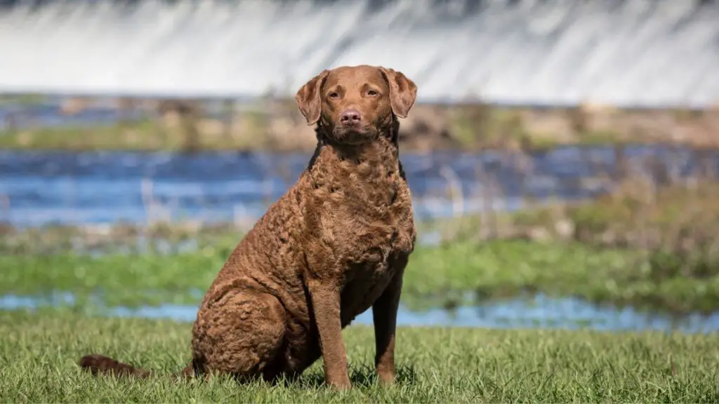 retriever hond