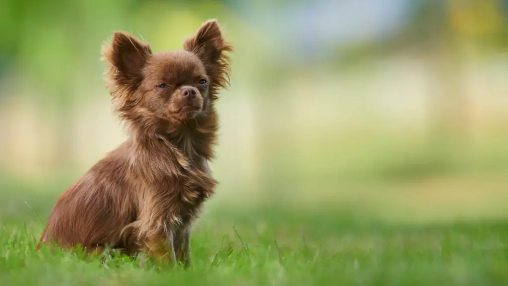 honden met het beste temperament