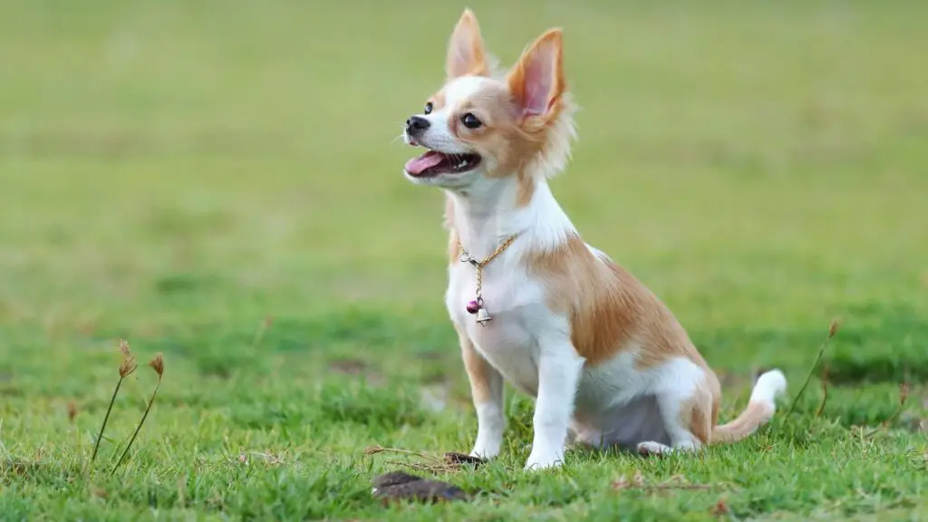 tandheelkundige ziekte van chihuahua
