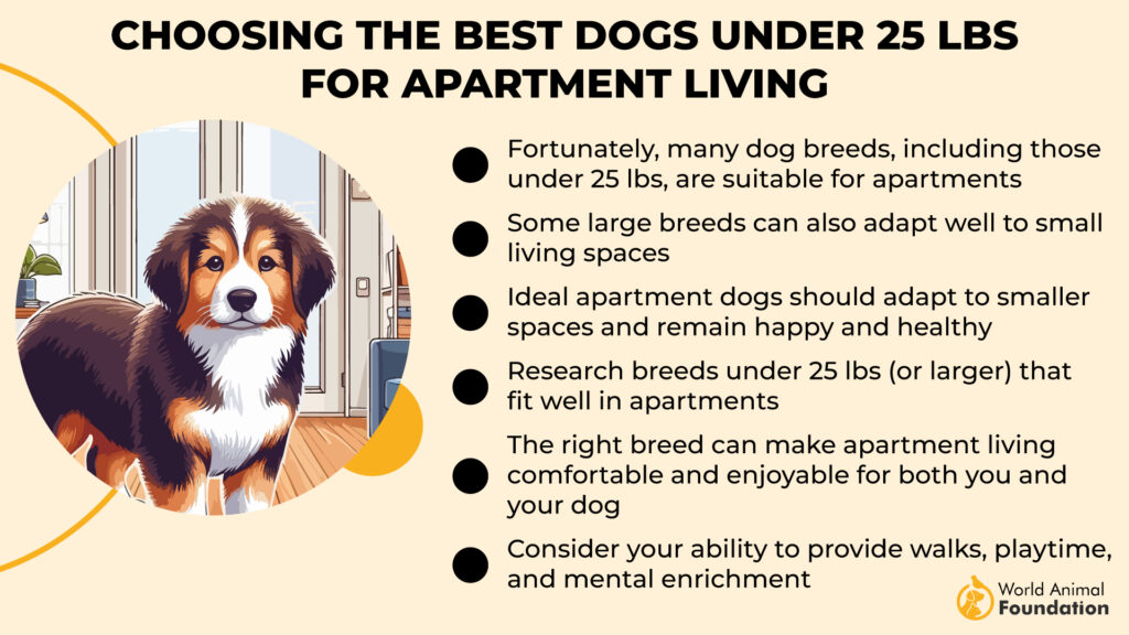 beste honden onder de 25 kg voor appartement