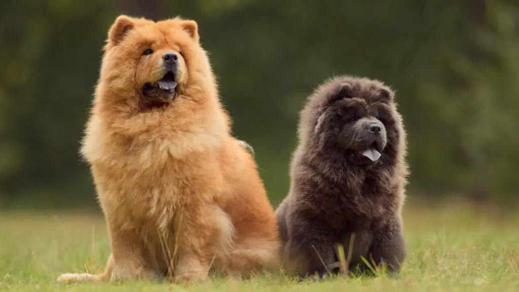 zijn chow chow veel onderhoud
