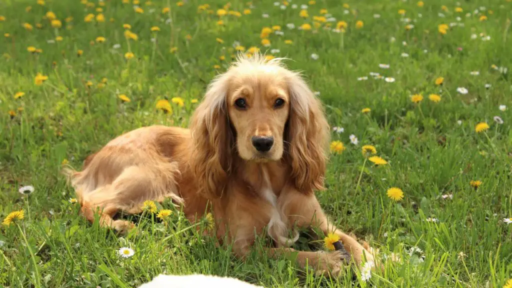 Voor welke voedingsmiddelen zijn honden het meest allergisch?
