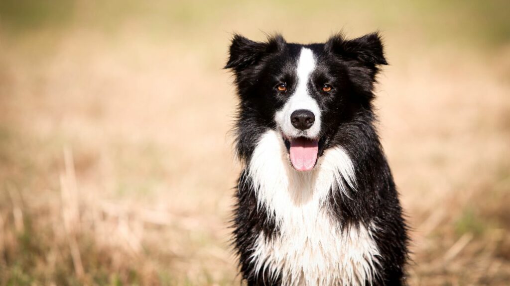 oogproblemen bij honden
