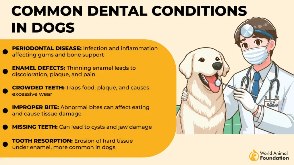 Common Dental Conditions in Dogs 01