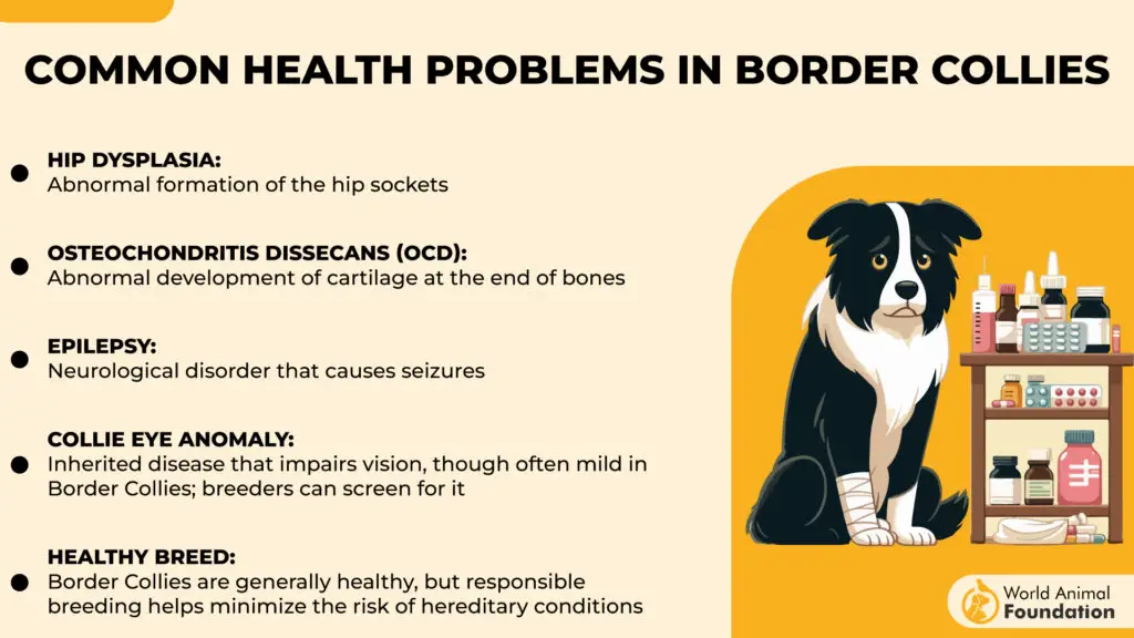 Veelvoorkomende gezondheidsproblemen bij bordercollies