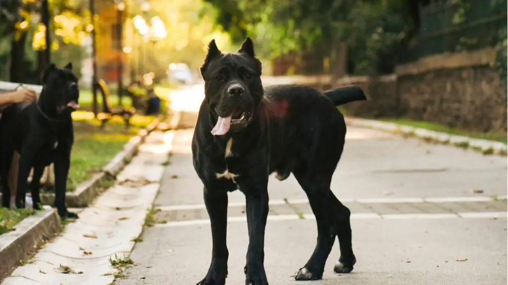 Italiaans mastiff-temperament