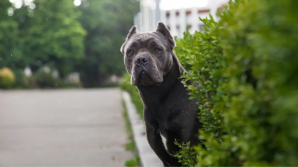 Nadelen van de Cane Corso