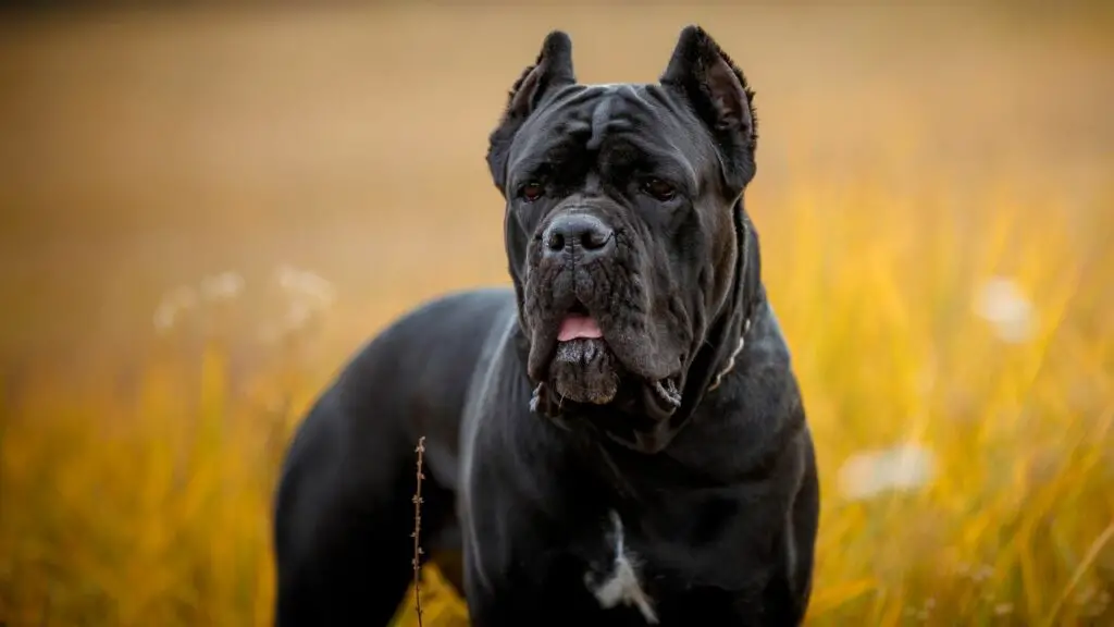 italiaanse king cane corso honden