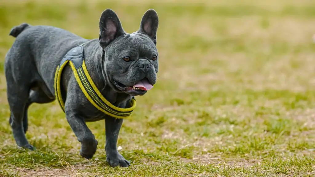 Franse bulldog nadelen
