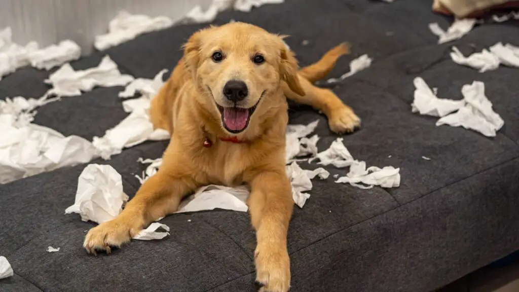 nadelen van Golden Retriever