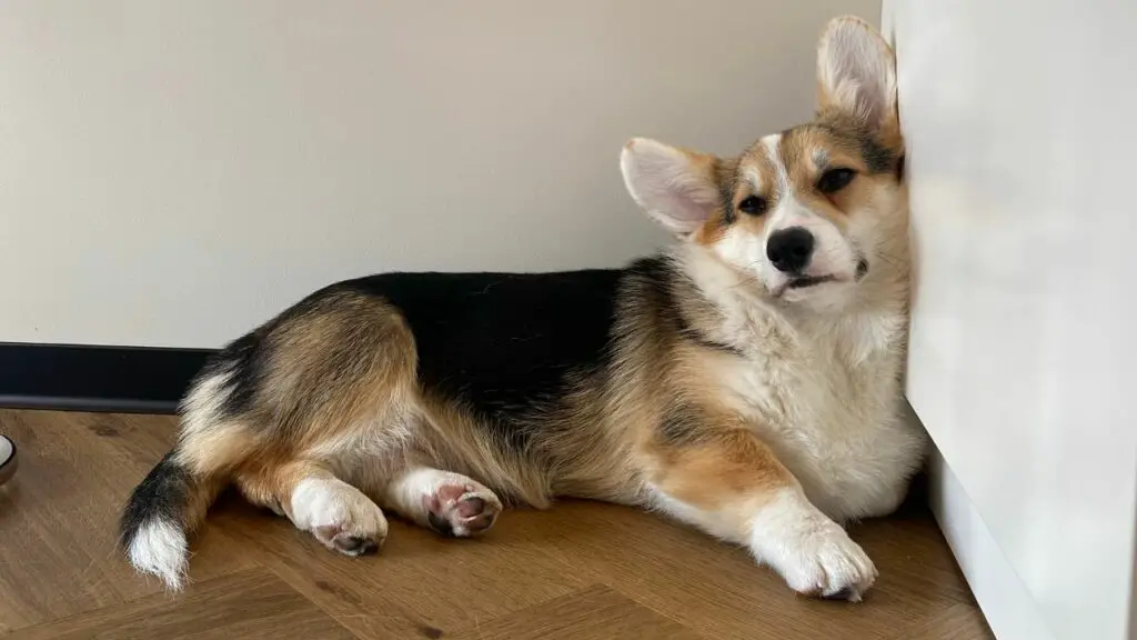 corgi slaapt op de rug