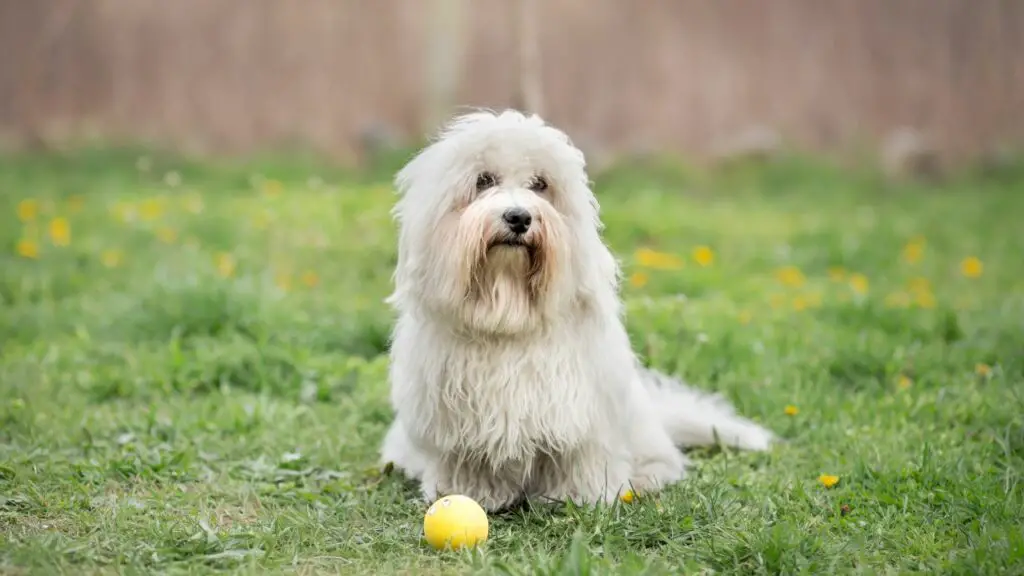 allergievrije honden