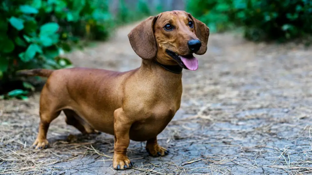 Levensduur van een teckelhond