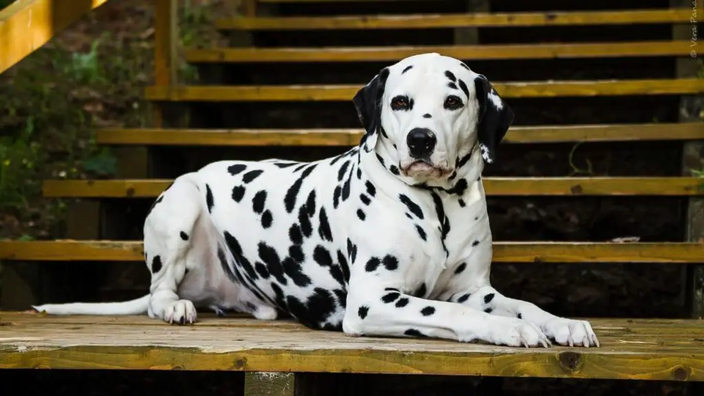 zijn honden allergisch voor zalm
