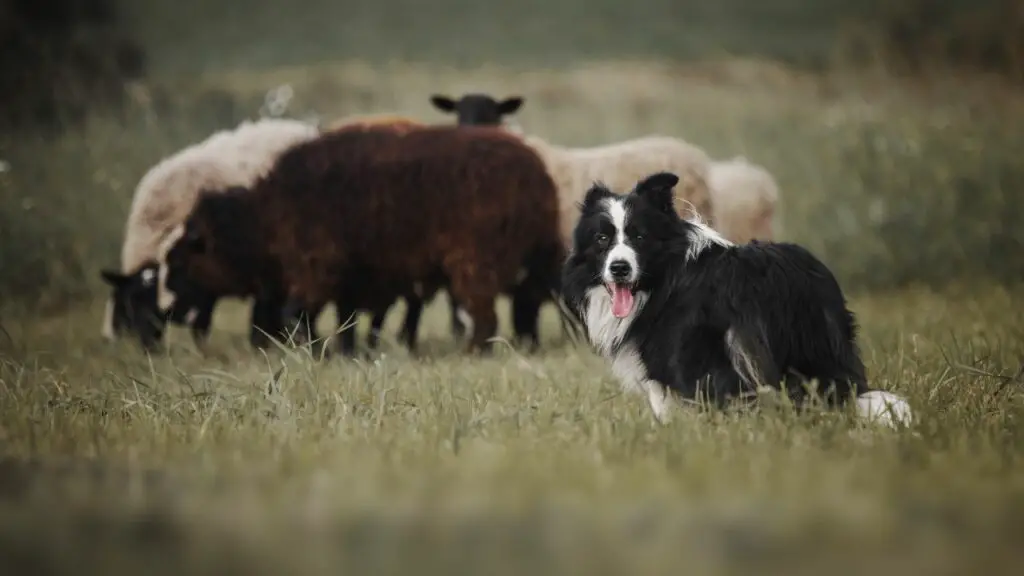 zijn border collies, goede honden