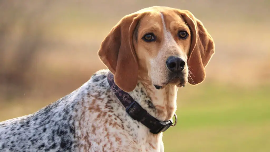 Different Types Of Coonhounds