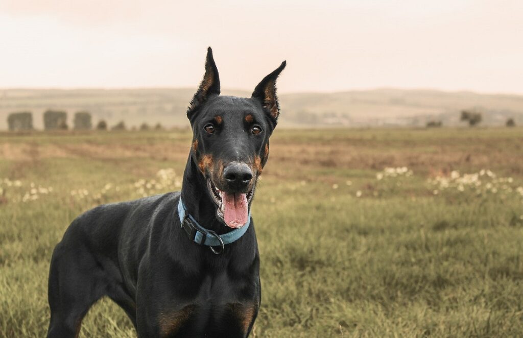 Pitbull doberman
